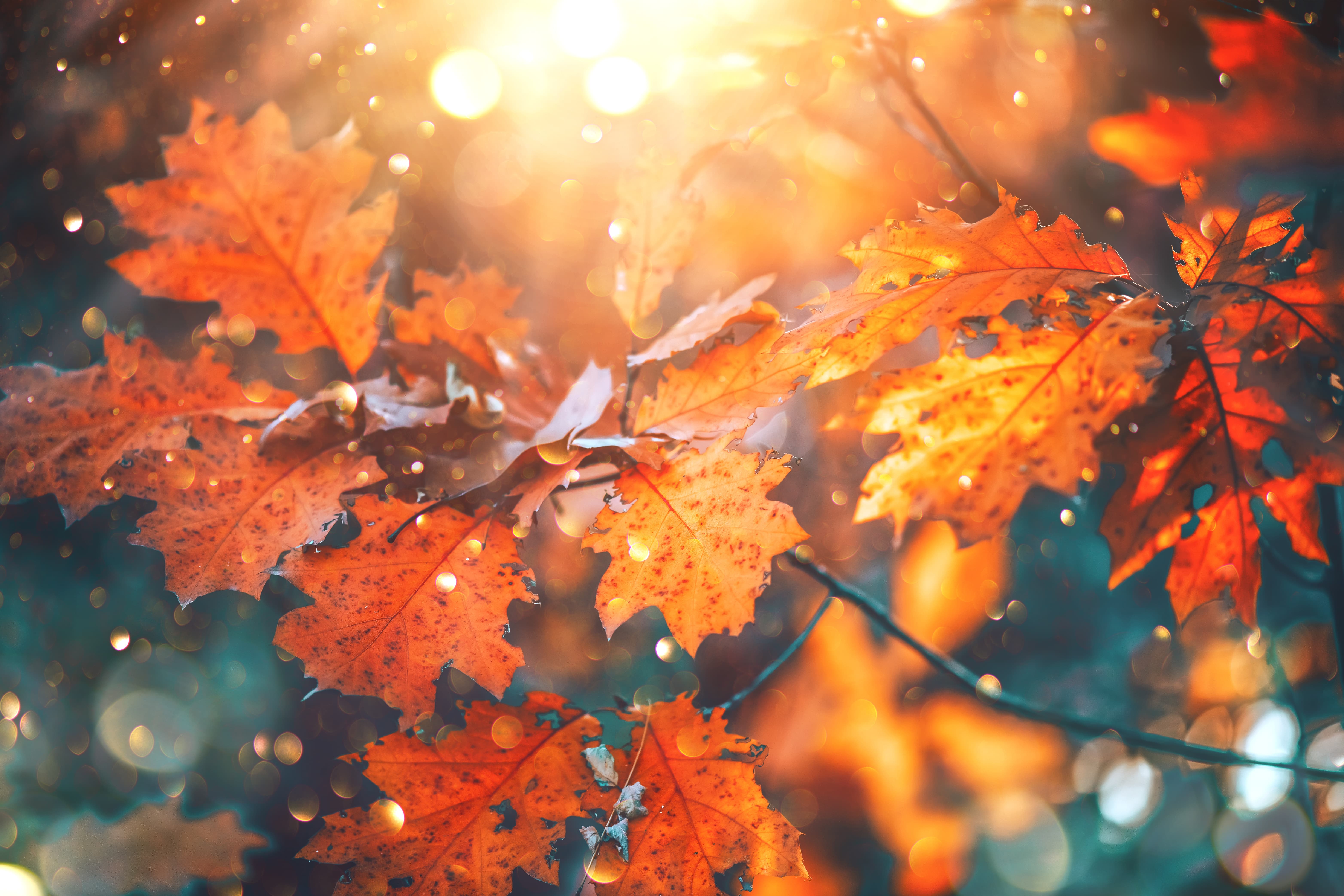 Sleep And The Arrival Of Autumn: Things To Consider | Dr. James Stewart ...